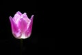 Isolated pink tulip on black background Royalty Free Stock Photo