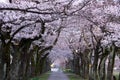 Morning scene of Cherry blossoms arcade in a park in Tokyo early in the morning