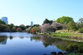 Tokyo, Japan- April 2nd, 2023: Shinjuku Gyoen National Garden with spring cherry blossom (sakura ) in Shinjuku