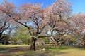 Tokyo, Japan- April 2nd, 2023: Shinjuku Gyoen National Garden with spring cherry blossom (sakura ) in Shinjuku