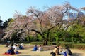 Tokyo, Japan- April 2nd, 2023: Shinjuku Gyoen National Garden with spring cherry blossom (sakura ) in Shinjuku