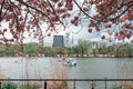 People riding swan paddle boats in Shinobazu Pond in Ueno park with cherry blossom sakura
