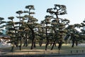 Pine tree in Kokyo Gaien National Garden