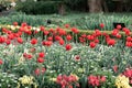 Red tulip flowers in Shinjuku Gyoen National Garden