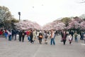 TOKYO, JAPAN - APRIL 1ST, 2016: Tokyo Crowd enjoying Cherry blossoms festival in Ueno Park. Royalty Free Stock Photo