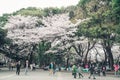 TOKYO, JAPAN - APRIL 1ST, 2016: Tokyo Crowd enjoying Cherry blossoms festival in Ueno Park Royalty Free Stock Photo