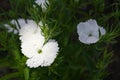 White Dianthus flowers in flowerbed in Tokyo, Japan Royalty Free Stock Photo