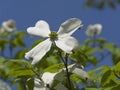 White Flowering Dogwood or Cornus florida on blue sky background, Royalty Free Stock Photo