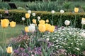 Yellow and white tulip flowers in Shinjuku Gyoen National Garden