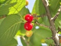 Young cherry fruits on a tree