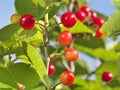 Young cherry fruits on a tree