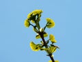 Young gingko leaves under blue sky in spring Royalty Free Stock Photo