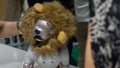 An Aibo in lion costume in Aibo Gathering taking place in Sony Showroom in Tokyo