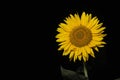 Closeup of Isolated Sunflower on black background Royalty Free Stock Photo