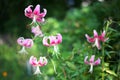 Soft focus Pink tiger lily or Lilium Stargazer Royalty Free Stock Photo