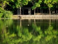 Three ducks keeping social distance in a pond in Tokyo, Japan