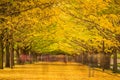 Tokyo, Japan Park in Autumn Royalty Free Stock Photo