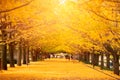 Tokyo, Japan Park with Autumn Foilage Royalty Free Stock Photo