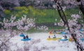 The beautiful romantic scenery of Chidorigafuchi Park during Sakura or Cherry Blossom Full Blooming, Tokyo Japan