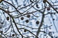 Silhouette of fruits of American Sweetgum