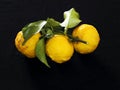 Yuzu or Citrus junos on black background