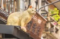 Cat sculpture standing on a roof of the Yanaka-Ginza shopping street. Royalty Free Stock Photo