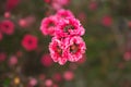 Closeup of Manuka myrtle or Leptospermum scoparium or New Zealand tea tree