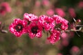 Closeup of Manuka myrtle or Leptospermum scoparium or New Zealand tea tree Royalty Free Stock Photo