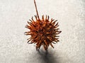 Closeup of a nut of American sweetgum or Liquidambar styraciflua or American storax or hazel pine