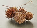 Closeup of a nut of American sweetgum or Liquidambar styraciflua or American storax or hazel pine Royalty Free Stock Photo