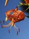Closeup of Tiger Lily or Lilium lancifolium under summer blue sky Royalty Free Stock Photo
