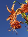 Closeup of Tiger Lily or Lilium lancifolium under summer blue sky Royalty Free Stock Photo