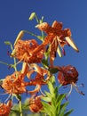 Closeup of Tiger Lily or Lilium lancifolium under summer blue sky Royalty Free Stock Photo