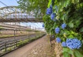 Hydrangea ajisai flowers on Asuka-no-komichi road overlooked by a truss bridge. Royalty Free Stock Photo