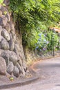 Stone wall of Asuka-no-komichi road and its hortensia flowers in Nishigahara. Royalty Free Stock Photo