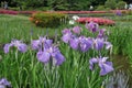 Iris-field at Ninomaru Garden in the East Gardens of the Imperial Palace