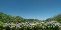 Hydrangea flower on blue sky background in Tokyo Royalty Free Stock Photo