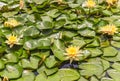 Japanese water lilies nenuphar lotus flowers in the South Pond of Meiji Jingu Inner Garden.