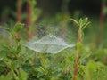 Three dimensional spider`s web after the rain Royalty Free Stock Photo