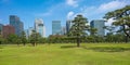 Tokyo, Japan - 12.05.2019: Kokyo Gaien National Garden of Japanese Black Pine Trees in the city center. Tokyo skyline woth