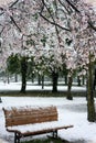 Benches under Cherry blossoms in heavy snow in Tokyo. Royalty Free Stock Photo