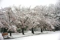 Benches under Cherry blossoms in heavy snow in Tokyo. Royalty Free Stock Photo