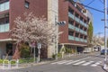 Cherry blossom overlooking a sign leading to the Ryoudaishi temple in Ueno.