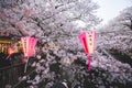 Tokyo, Japan March 29,2018 : cherry blossom meguro river sakura festival with laterns pink and white Royalty Free Stock Photo