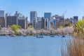 Susuki grass and boats on Shinobazu pond of Ueno park with cherry blossoms.