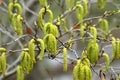 Flowers of Firma Alder or Asian Alder or Japanese Green Alder or Alnus firma in spring Royalty Free Stock Photo