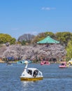 Family with face mask enjoying swan boats and cherry blossoms of Ueno park. Royalty Free Stock Photo