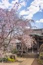 Japanese pink sakura cherry blossoms weeping tree in a temple of Yanaka.