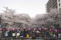 Tokyo, Japan March 29,2018 : people are watching sitting enjoy meguro sakura festival