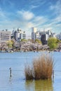 Seagull in susuki grass and cherry blossoms of Shinobazu pond in Ueno.